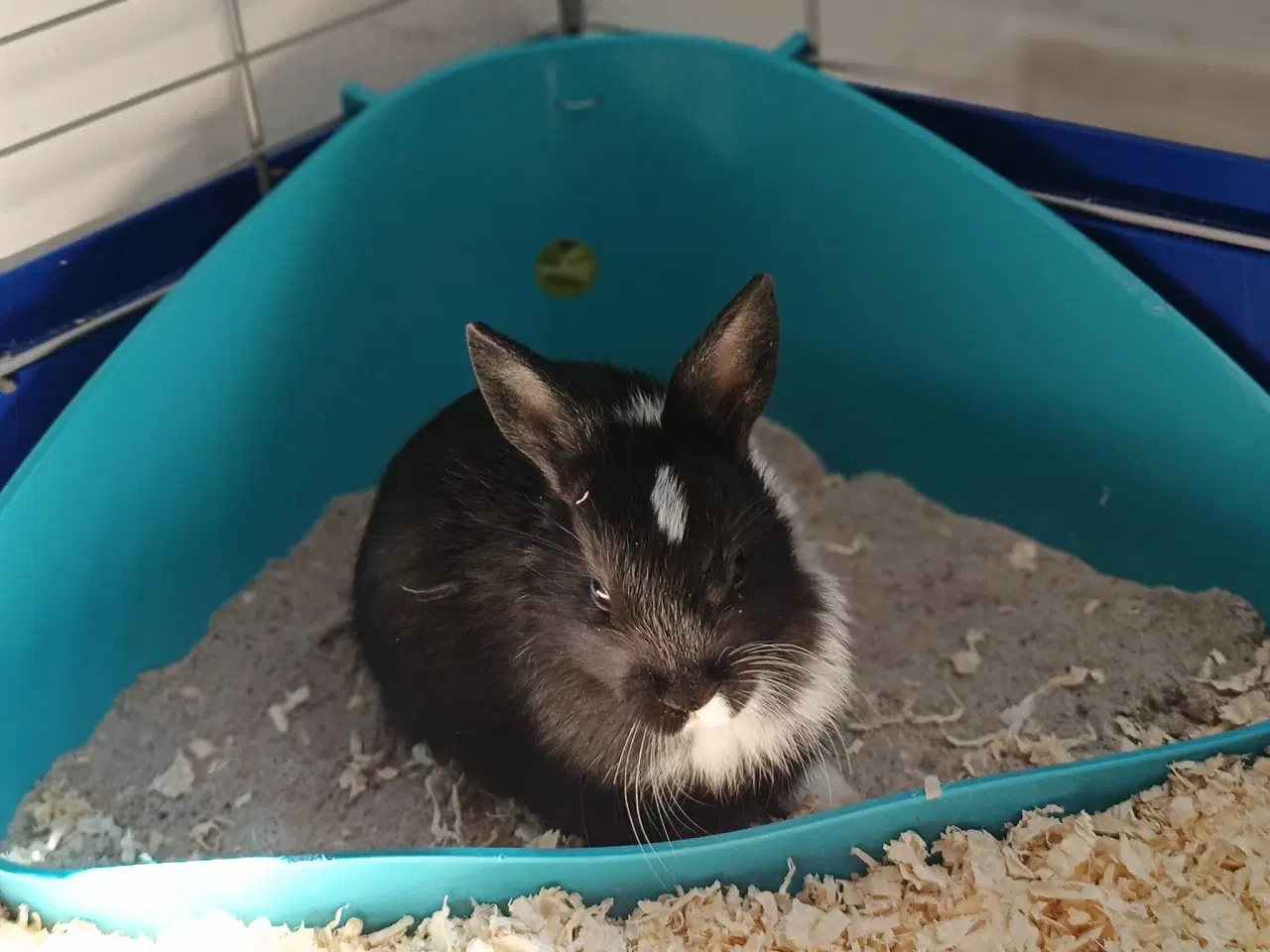 Billede 5 - Små søde dværgkaniner / mini kaniner