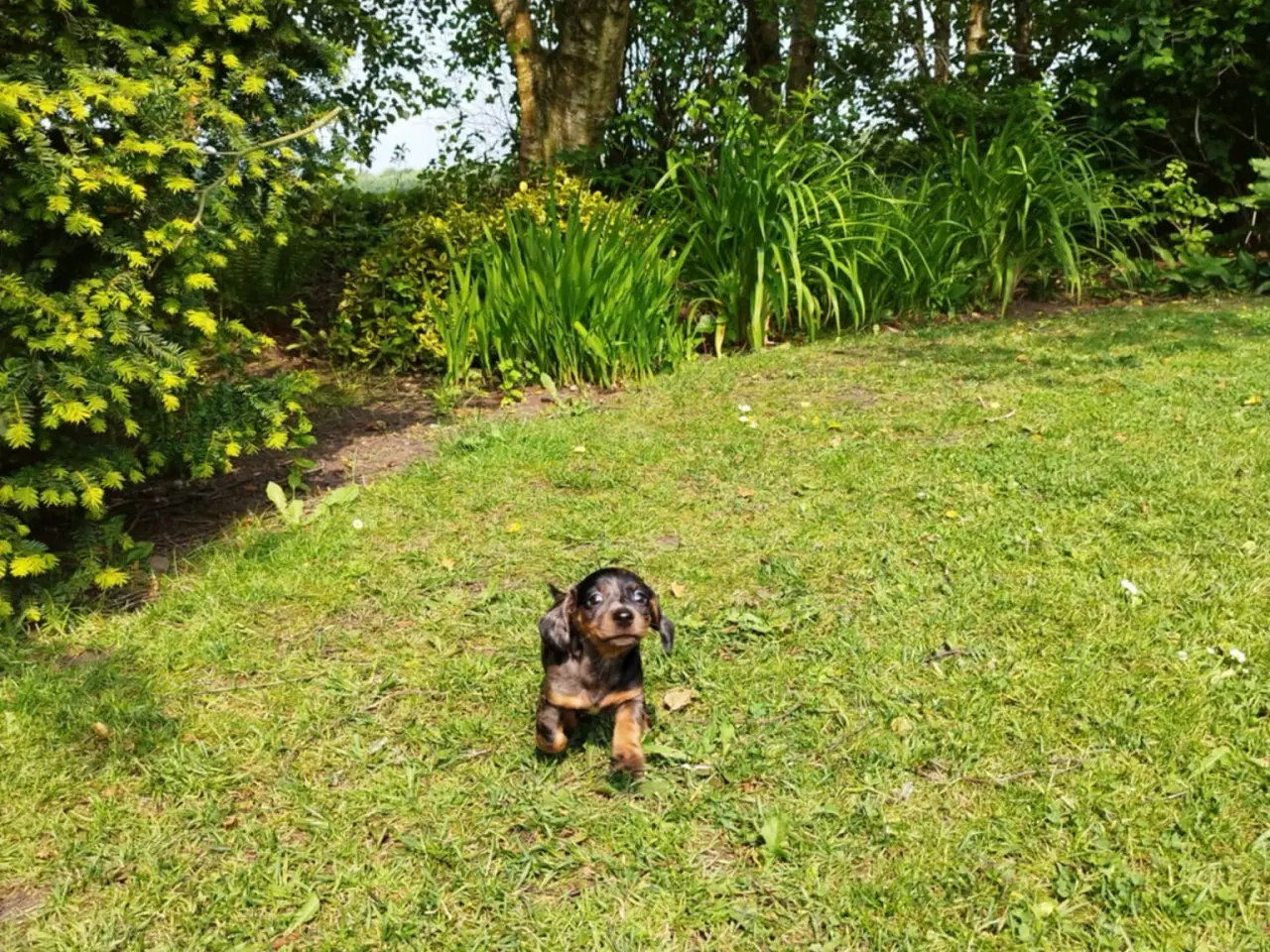 Billede 3 - Gravhunde hvalpe flotte farver