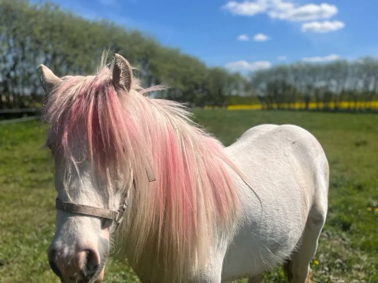 Billede 5 - Irish Cob - Tinker hoppe - 2 år