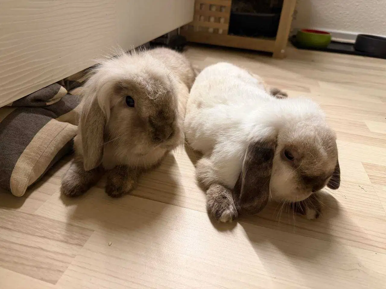 Billede 7 - Kiki er Kastreret og renlig 🐰