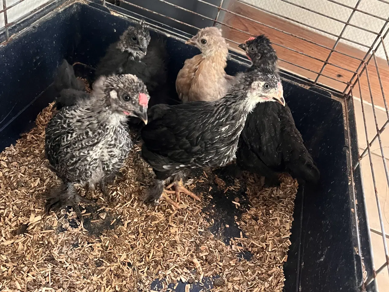 Billede 2 - Snart varmefrie, 5 stk