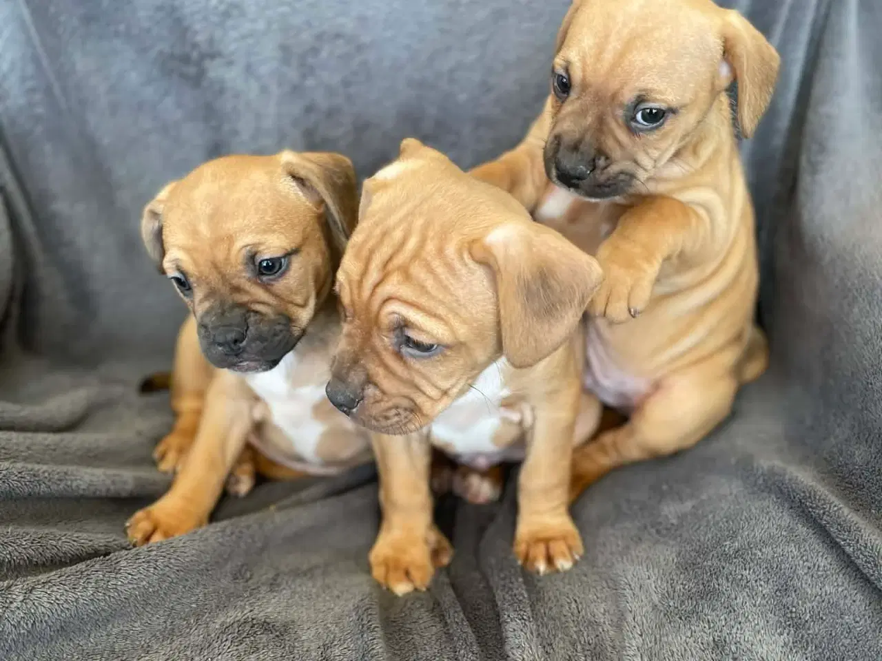 Billede 2 - Fransk-Dansk