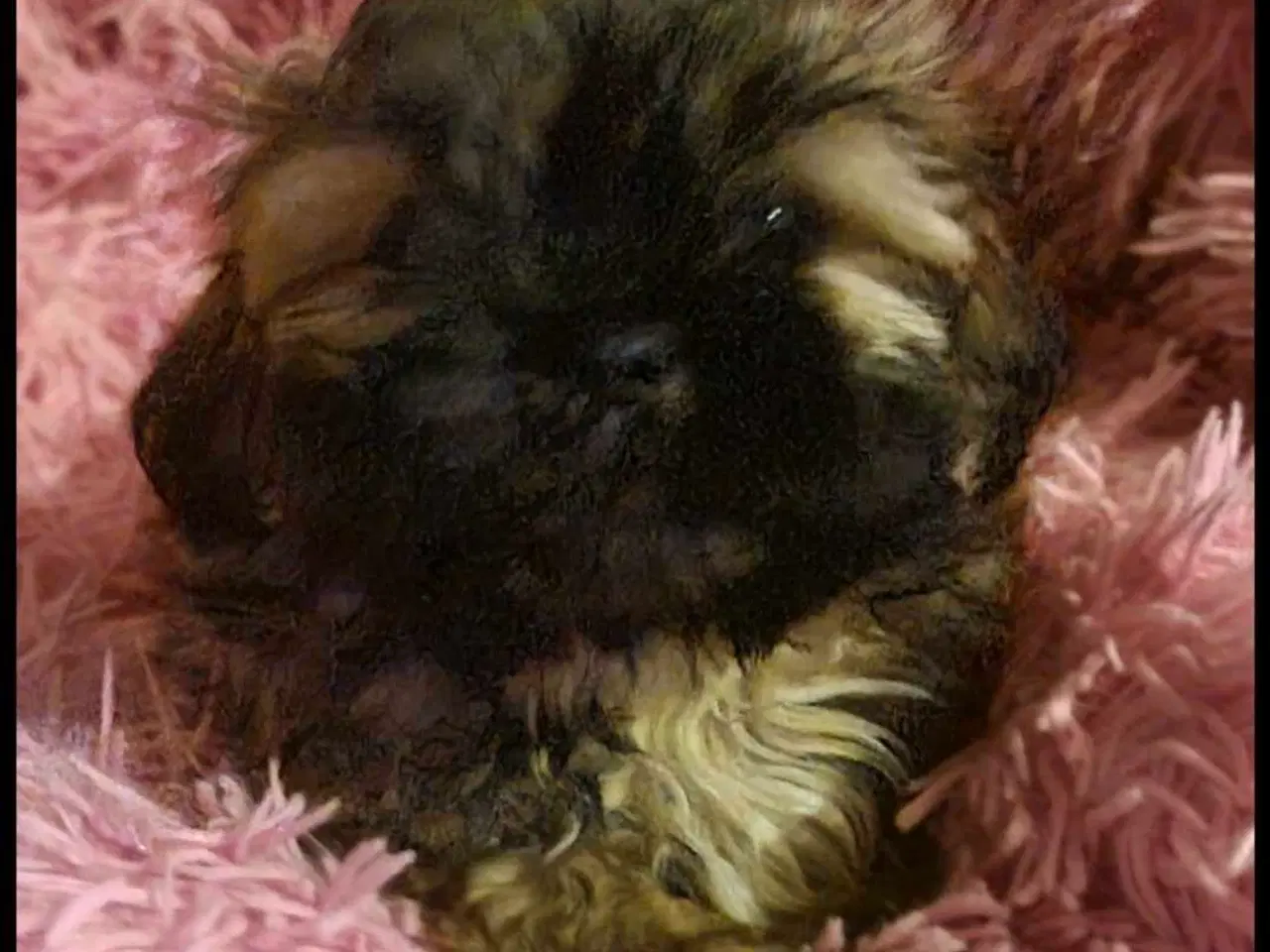 Billede 4 - Smuk dreng tilbyder parring