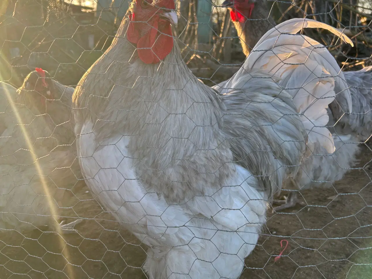 Billede 1 - Rugeæg orpington stor lavendel