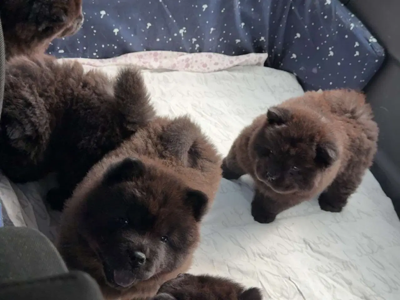 Billede 3 - Chow Chow hvalpe