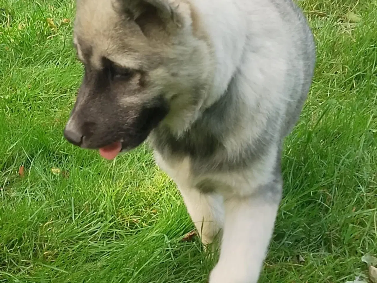 Billede 15 - Husky blandinger 