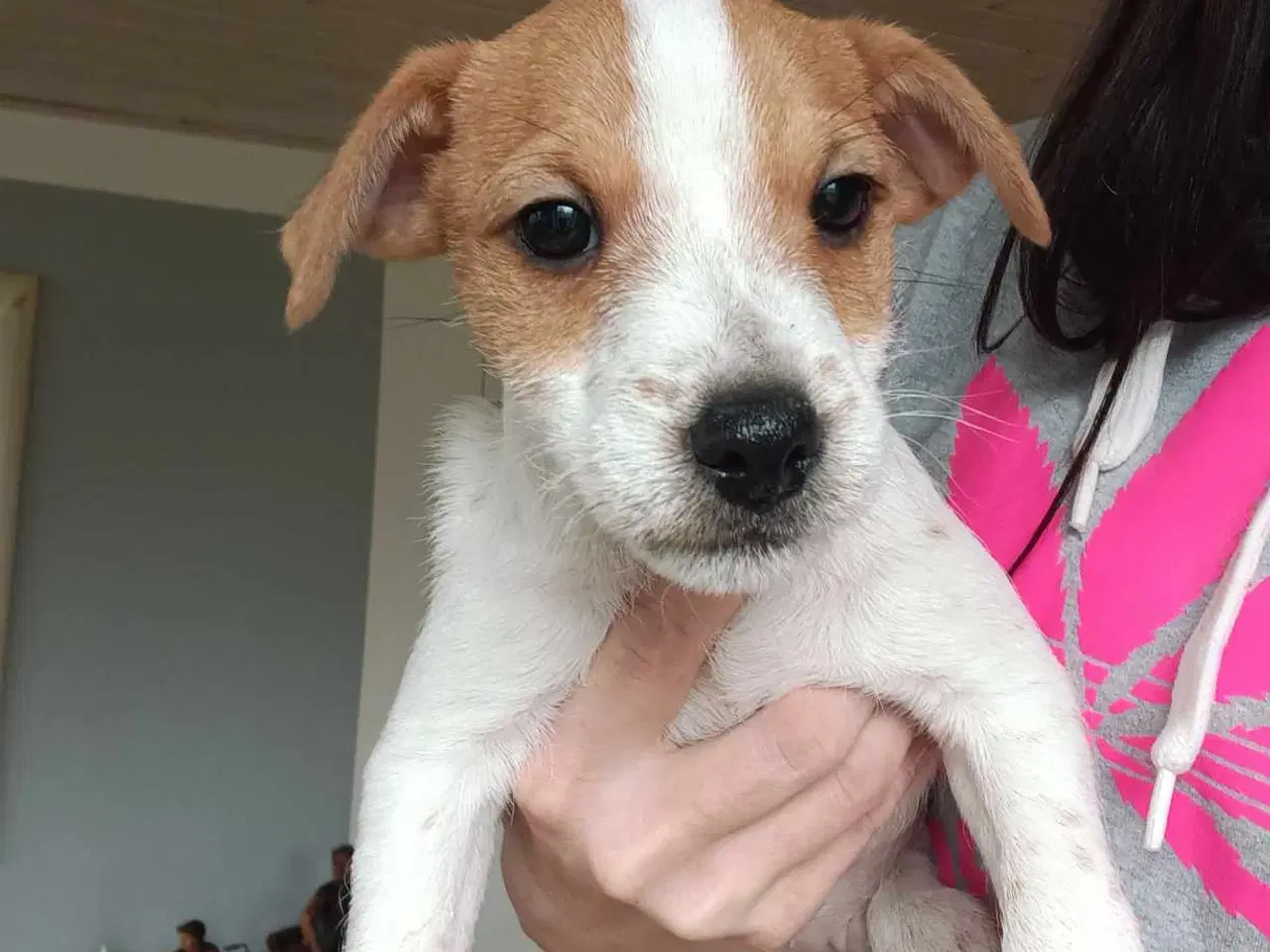 Billede 8 - Jack russel hvalpe 