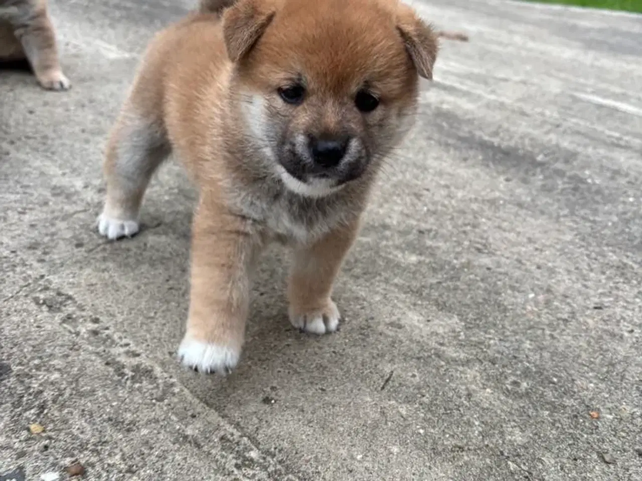 Billede 2 - Shiba drenge 
