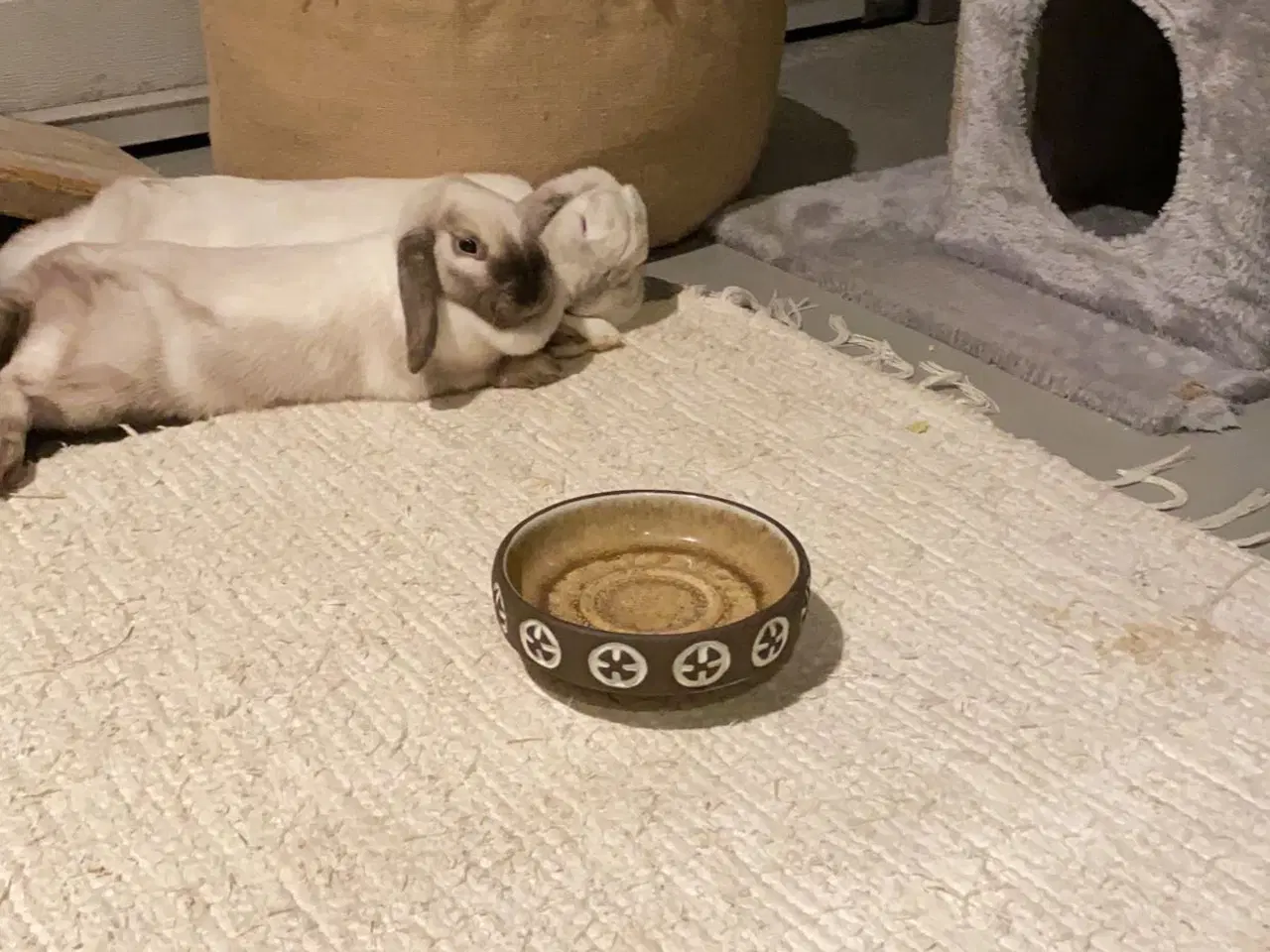 Billede 1 - Sødeste kaniner 