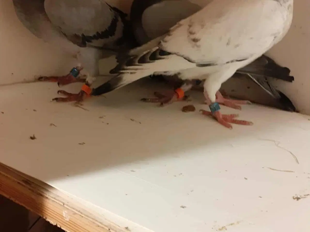 Billede 4 - Så har jeg lidt Brevduer unger der søger ny madskå