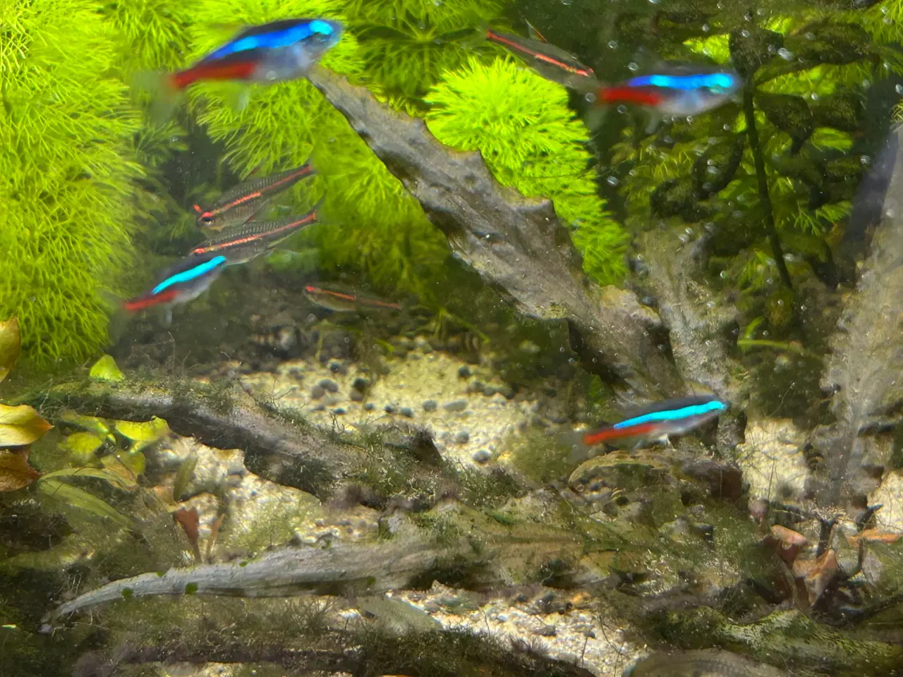 Billede 6 - 🐟 Neonfisk sælges – god stimepris | Viby J