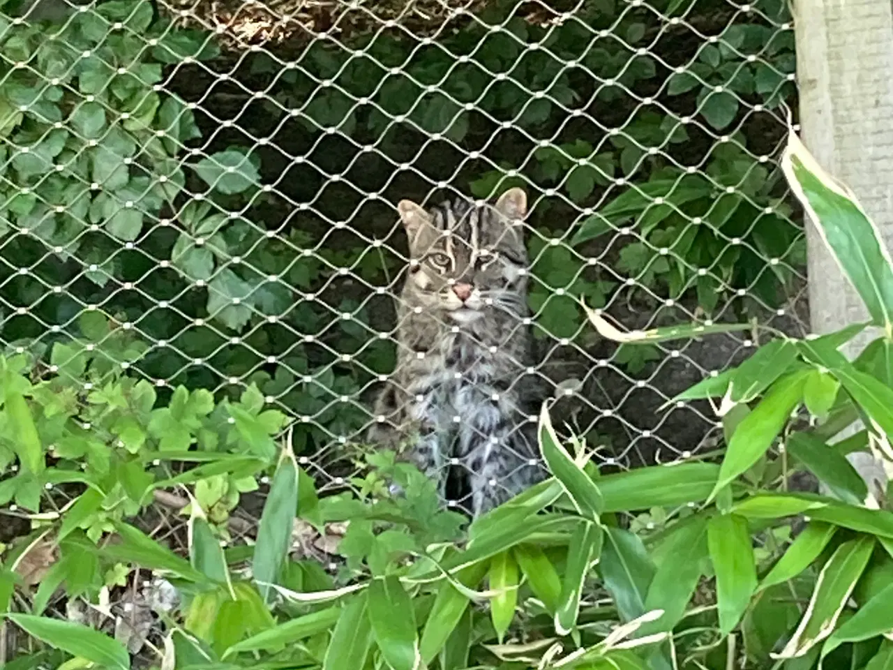 Billede 1 - Søger kattekilling 