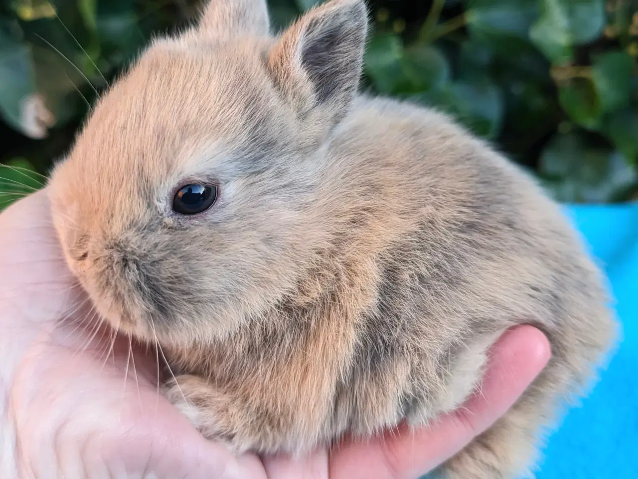 Billede 6 - Hermelin kaninunge sælges 