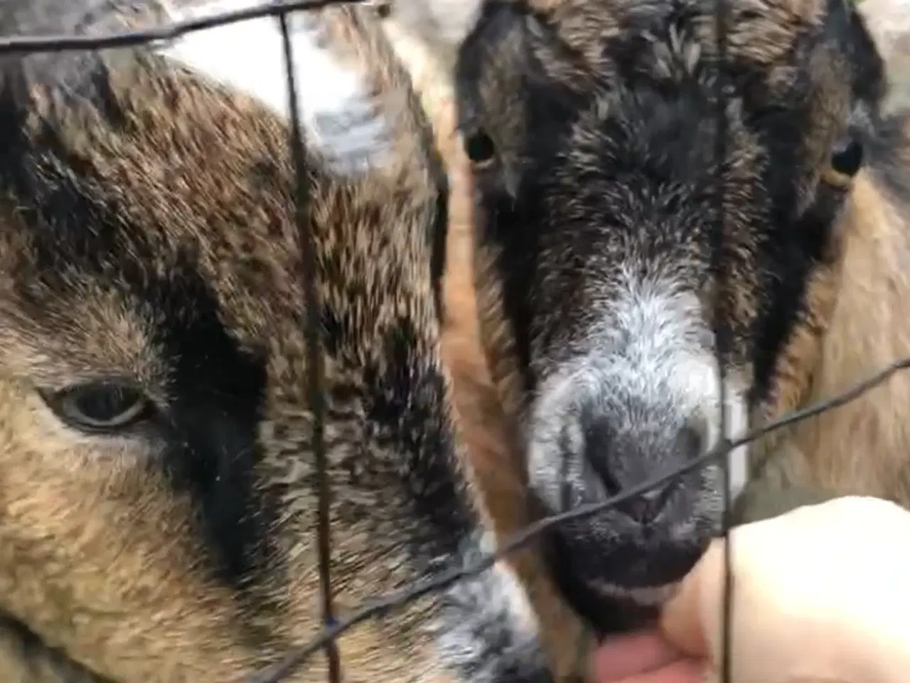 Billede 4 - Afrikanske dværg geder