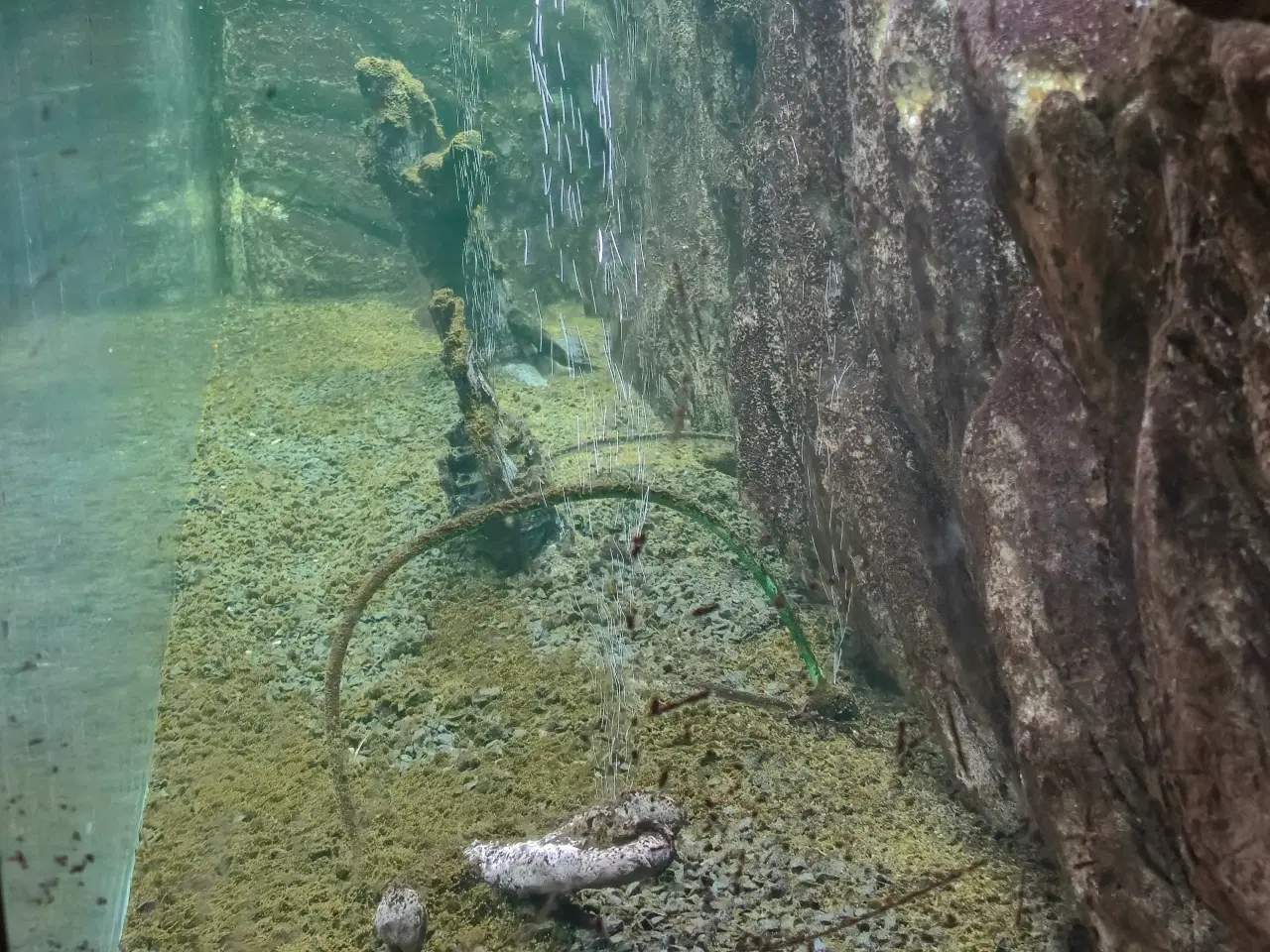 Billede 13 - 660L akvarie med 3D baggrund