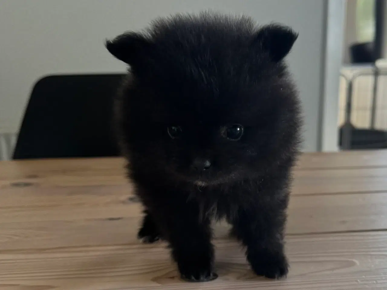 Billede 2 - Pomeranian hvalp
