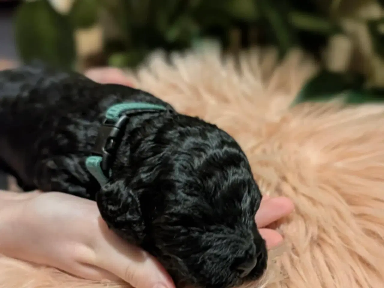 Billede 14 - Cockapoo hvalpe søger nye hjem