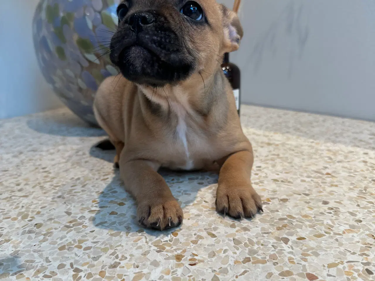 Billede 3 - De kærligste hvalpe søger nye familier