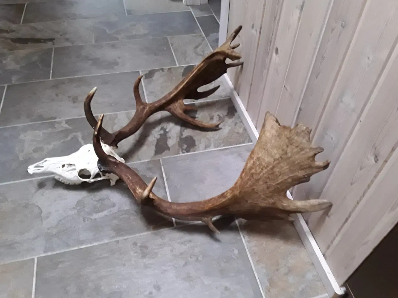 Billede 4 - Gevir fra fuldskuffel medalje dåhjort.