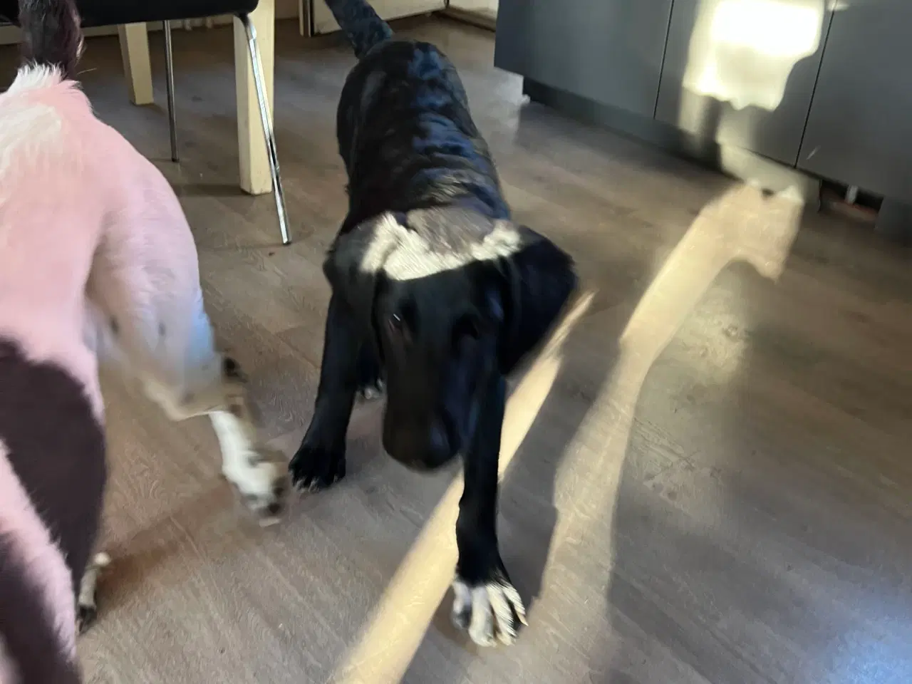 Billede 5 - Kleinemünsterlænder/schæfer hvalp