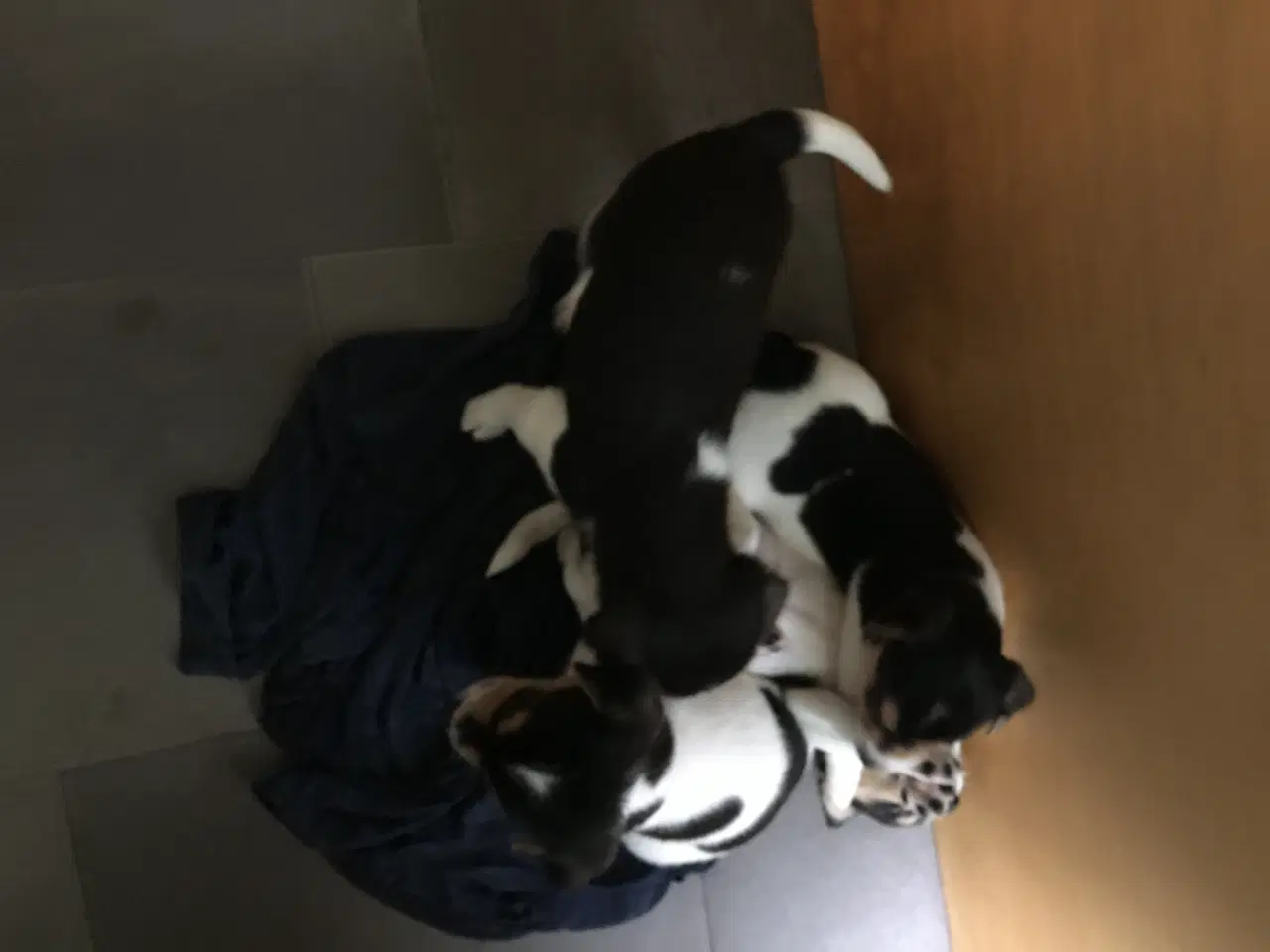 Billede 1 - Dansk Svensk Gårdhundehvalpe-4 han- og 2 tævehvalp