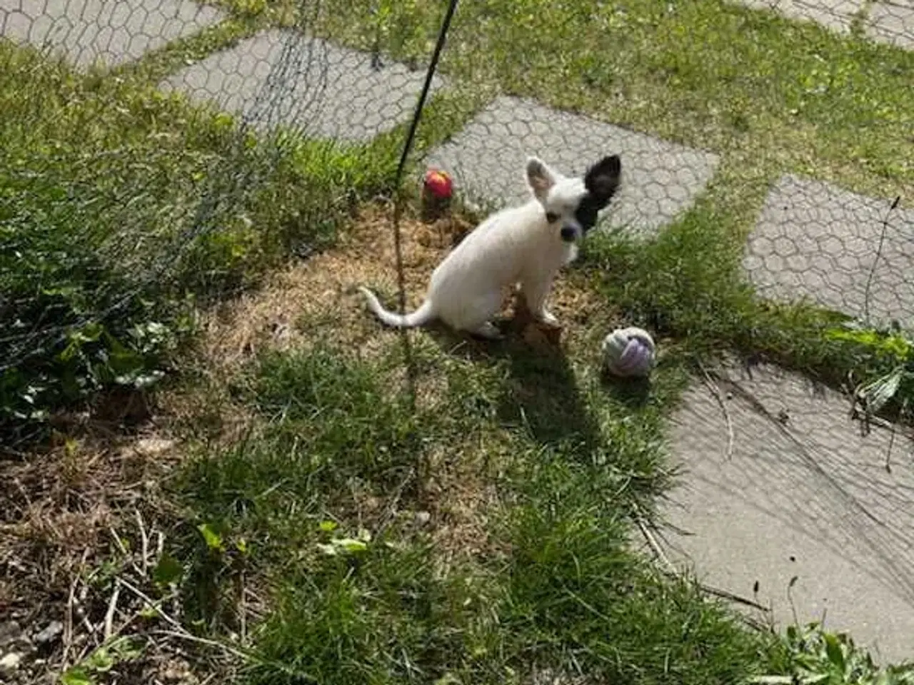 Billede 3 - Chihuahua pige 