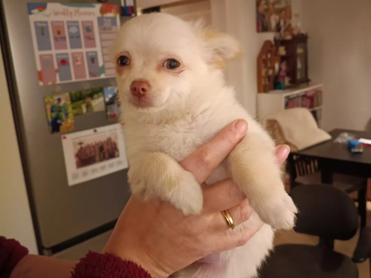 Billede 2 - 5 lækre små Chihuahua hvalpe!