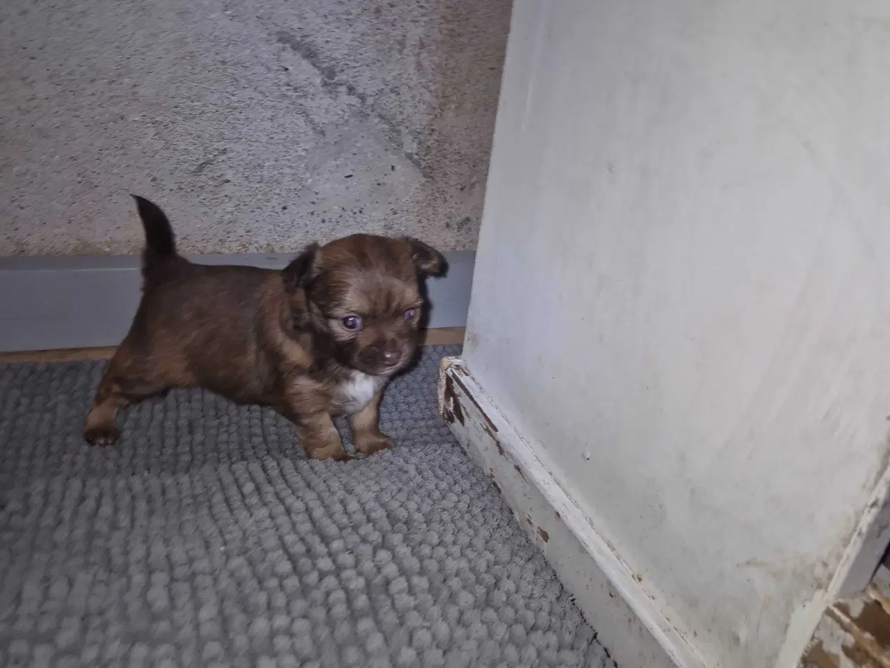 Billede 5 - Langhåret chihuahua 