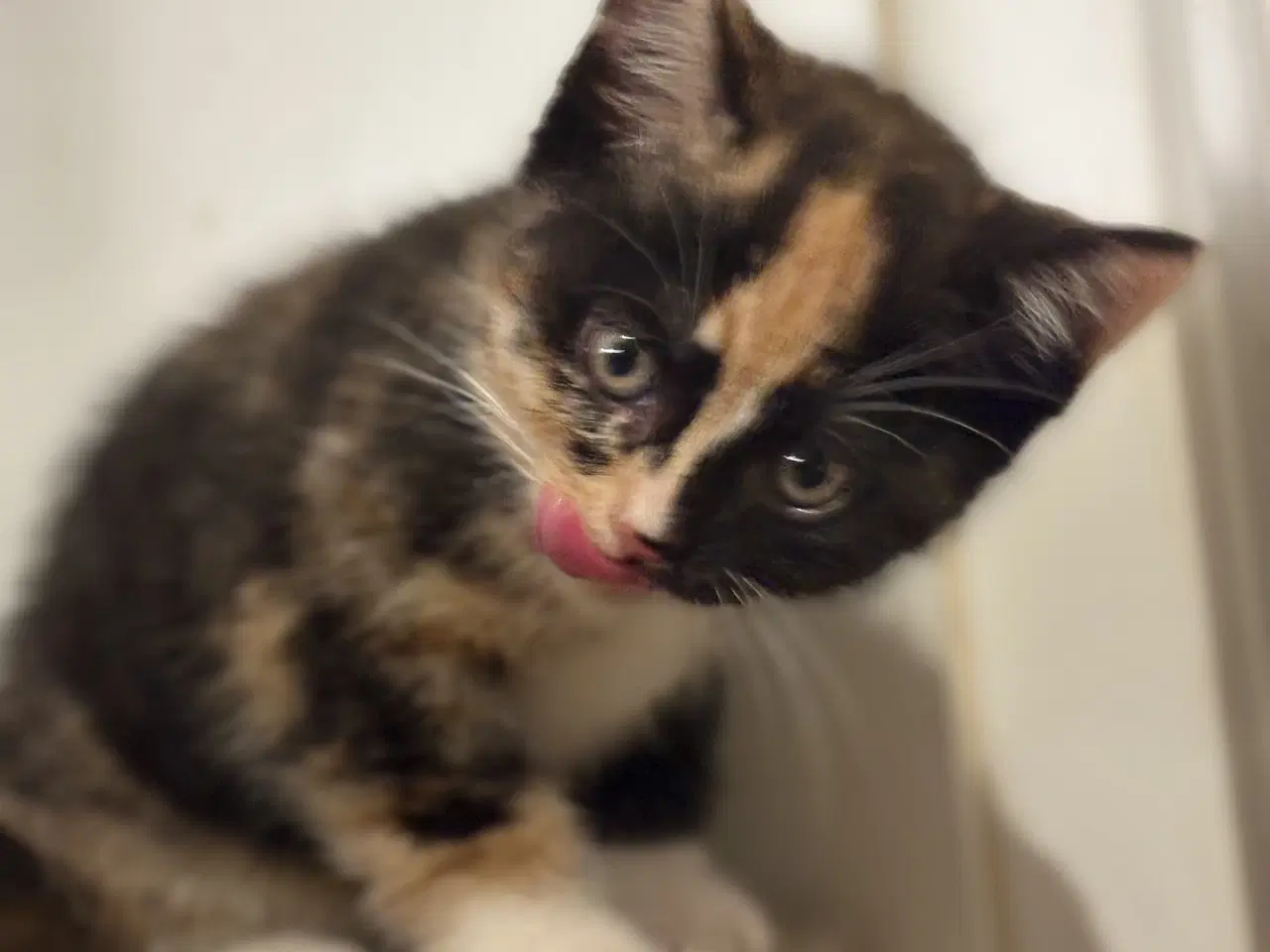 Billede 5 - To søde hunkatte søger nyt hjem