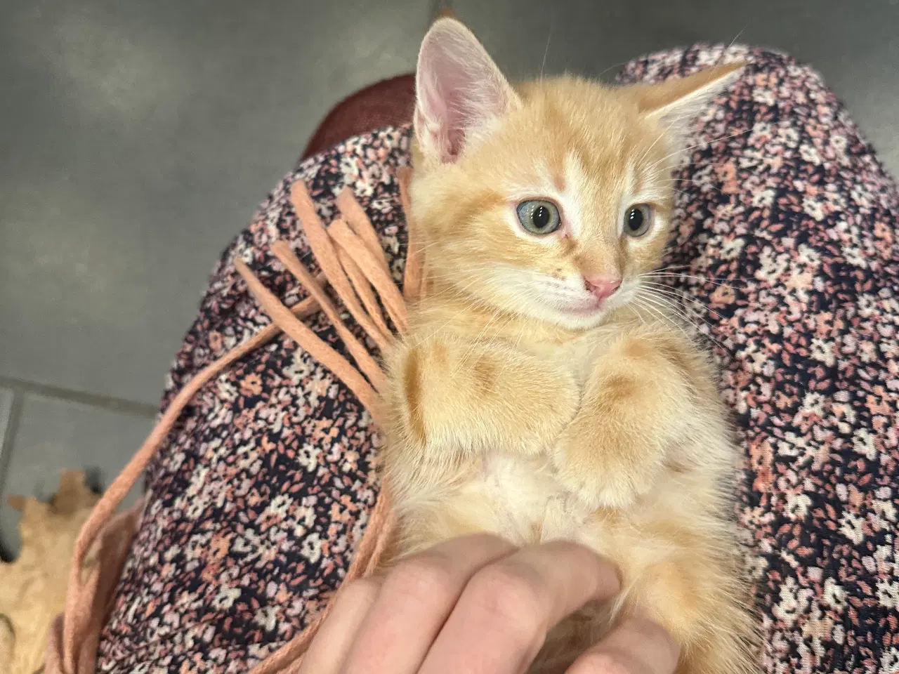 Billede 8 - Norsk skovkat killinger