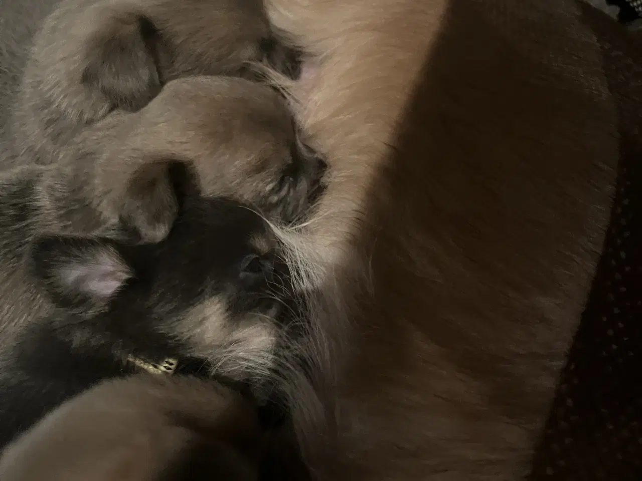 Billede 3 - Kærlighed og Charme: Skønne Pomchi-Hvalpe