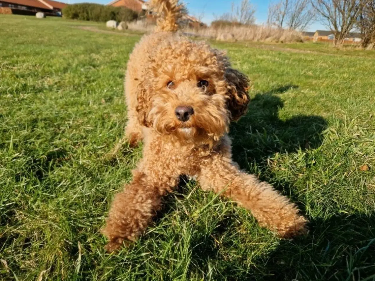 Billede 7 - Cockerpoo hvalpe 