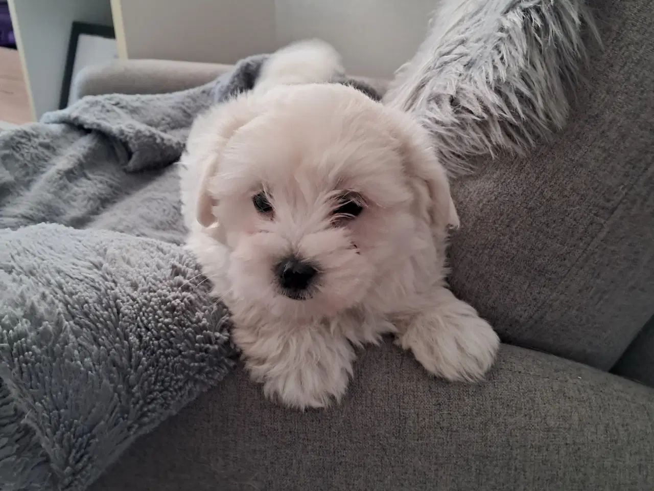 Billede 1 - Sidste coton/malteser tæve