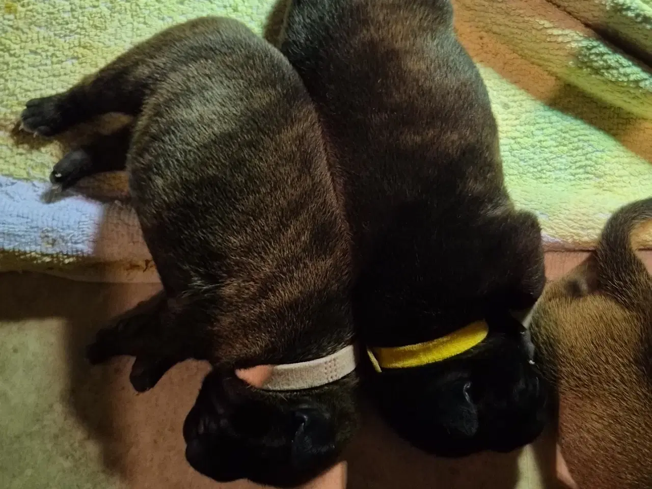 Billede 6 - Staffordshire bull terrier