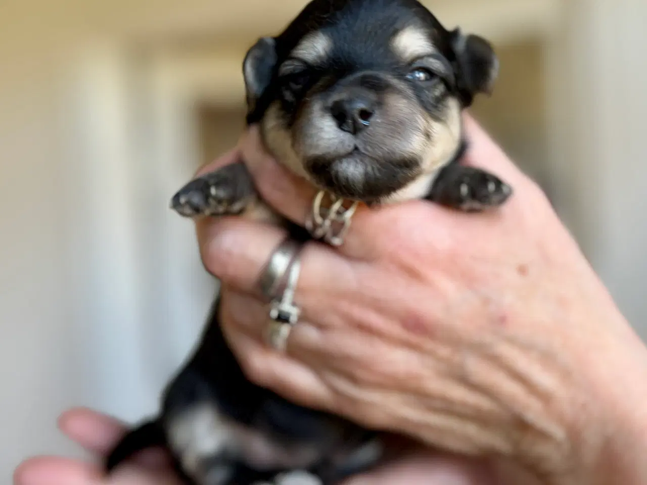 Billede 4 - Maltipoo hvalpe, fra røntgen undersøgte forældre