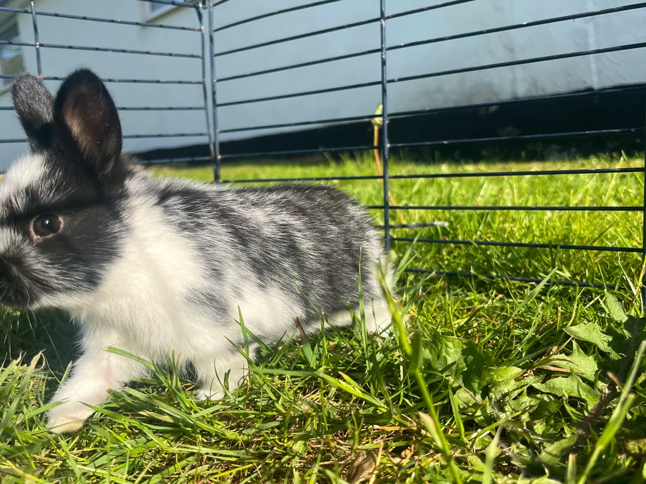 Billede 2 - Hermelin unge han