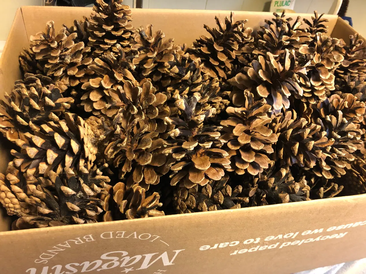 Billede 4 - Fine tørre kogler