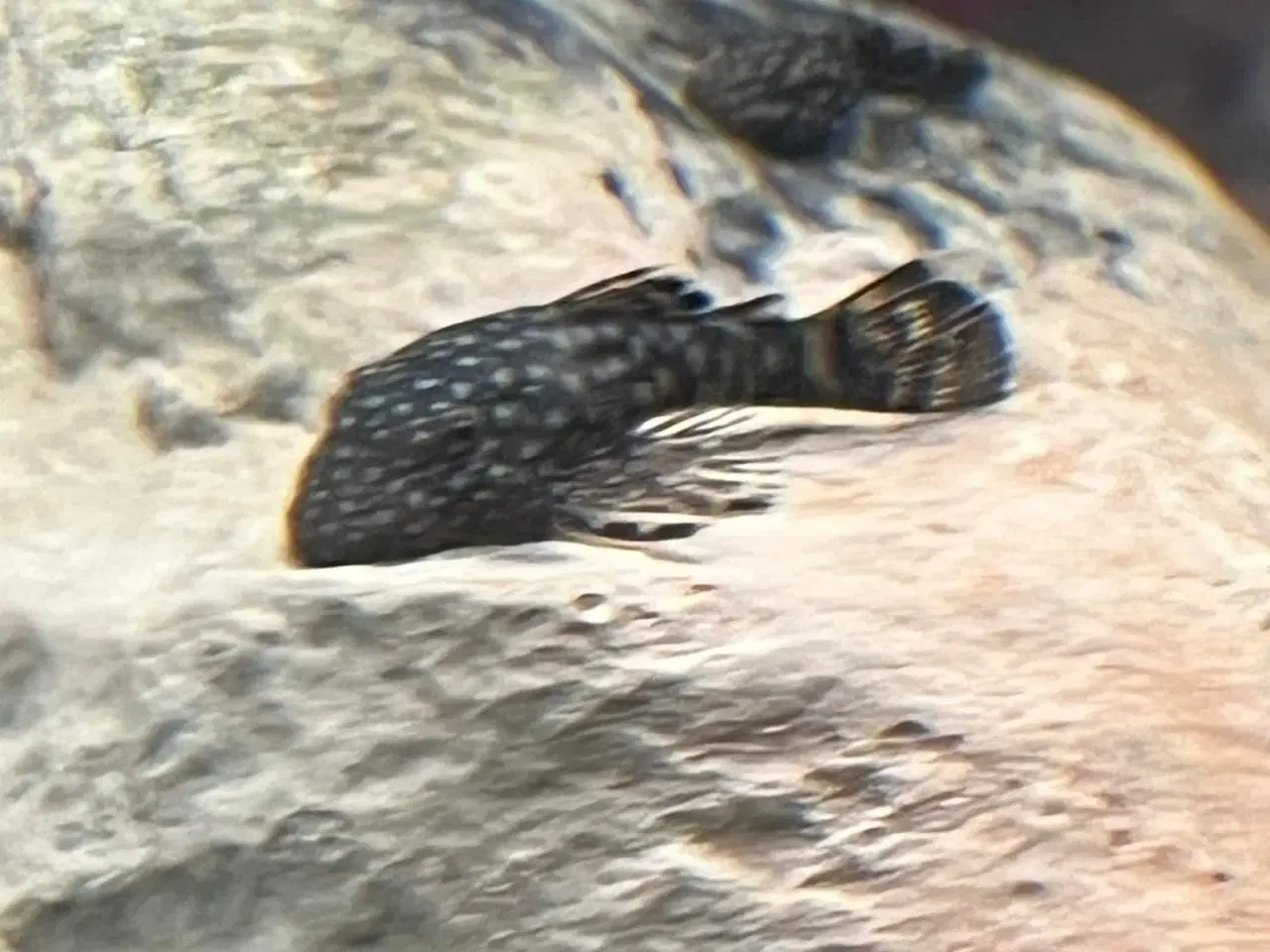 Billede 2 - Ancstrus sugmaller
