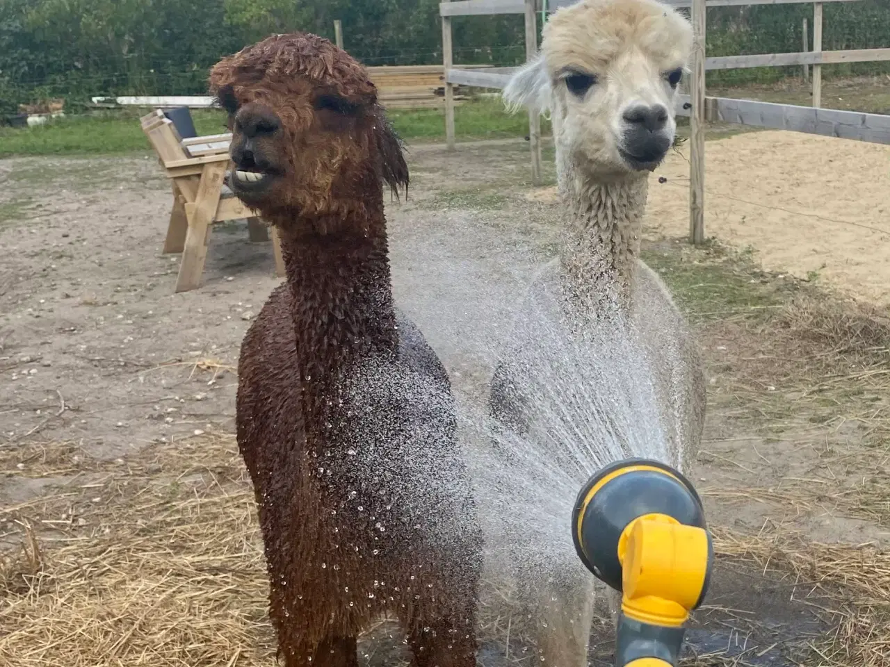 Billede 2 - 3 skønne alpacahopper