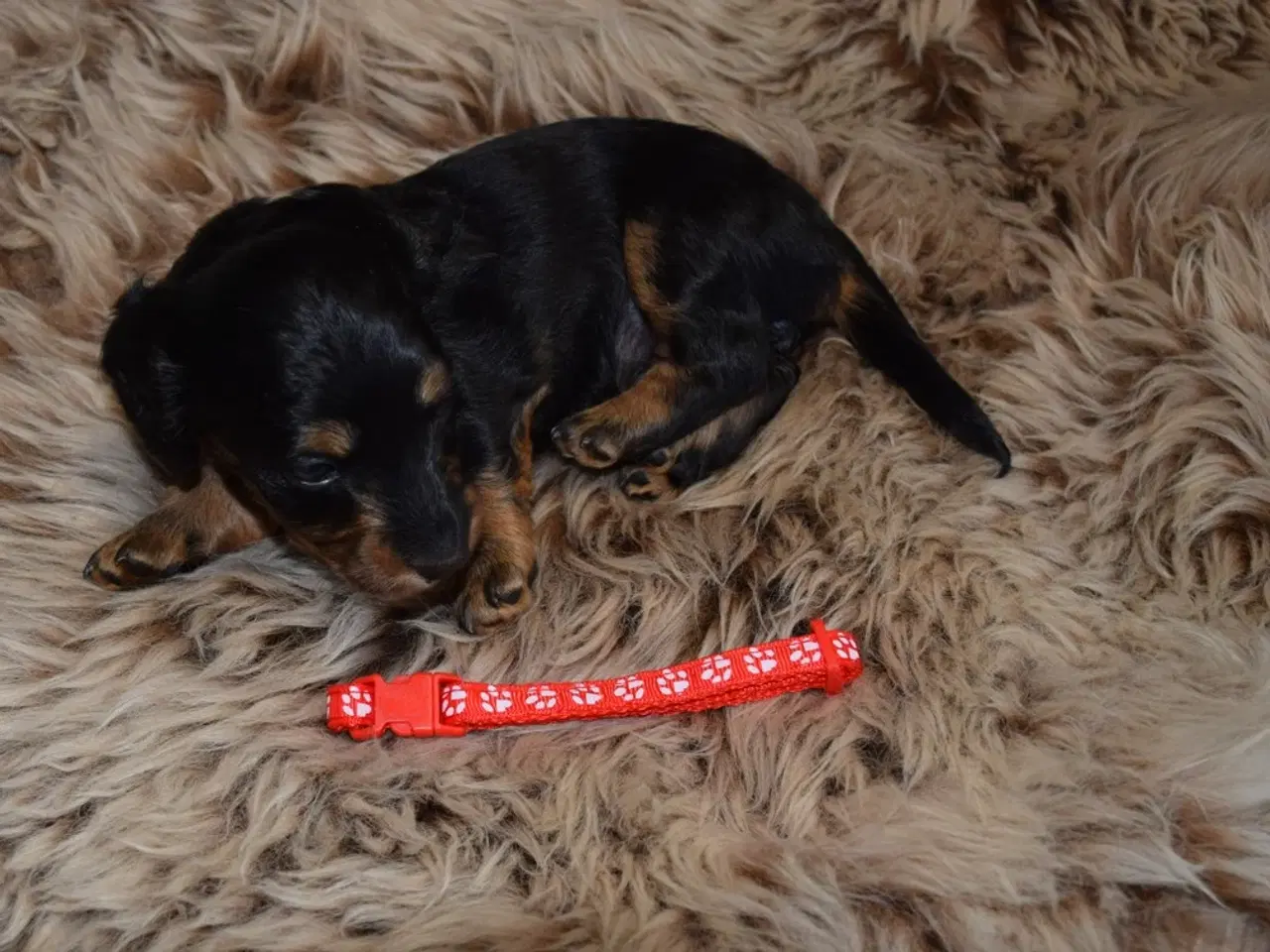 Billede 3 - Langhåret miniature gravhunde