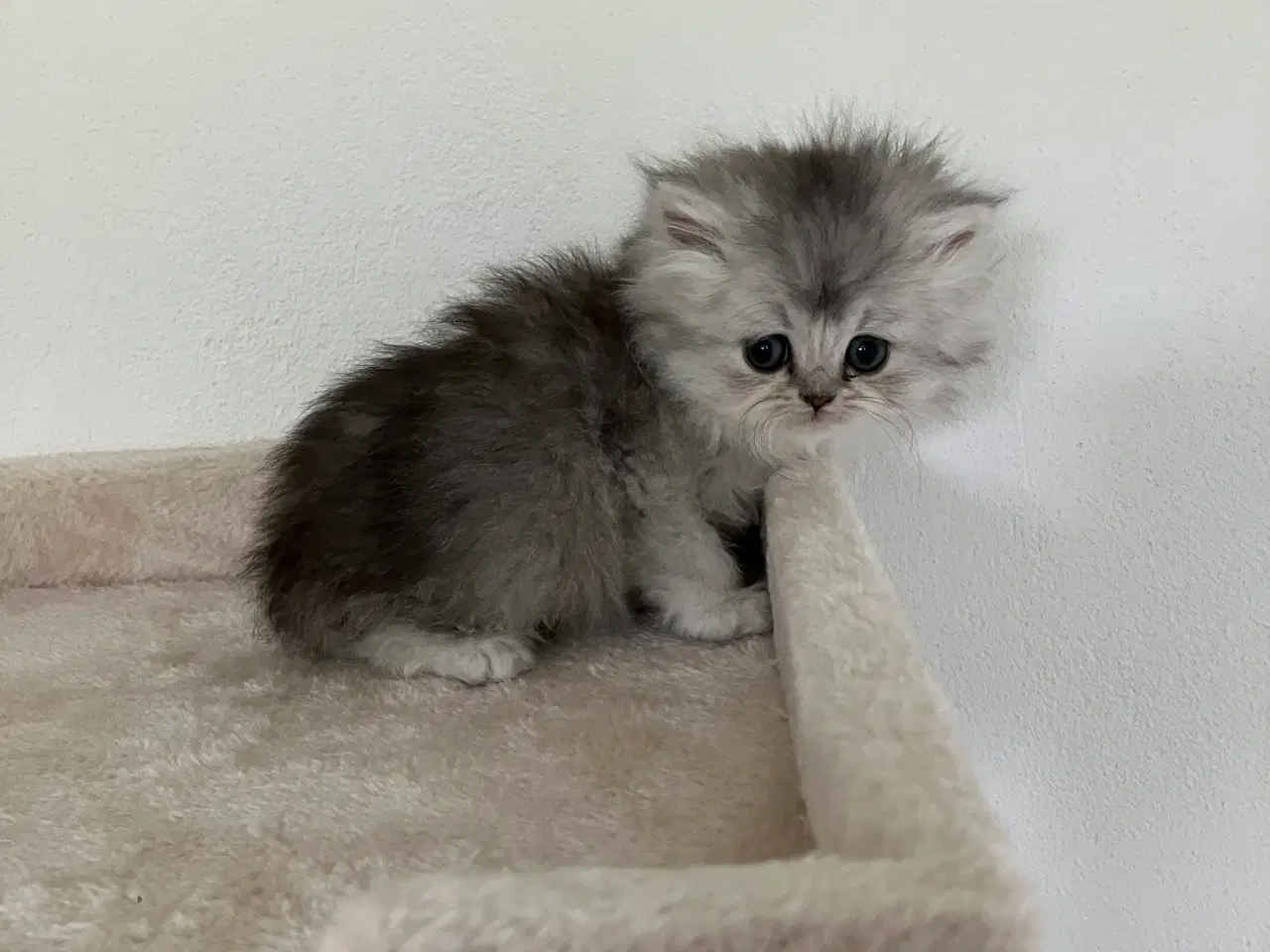 Billede 11 - Perser / British Shorthair