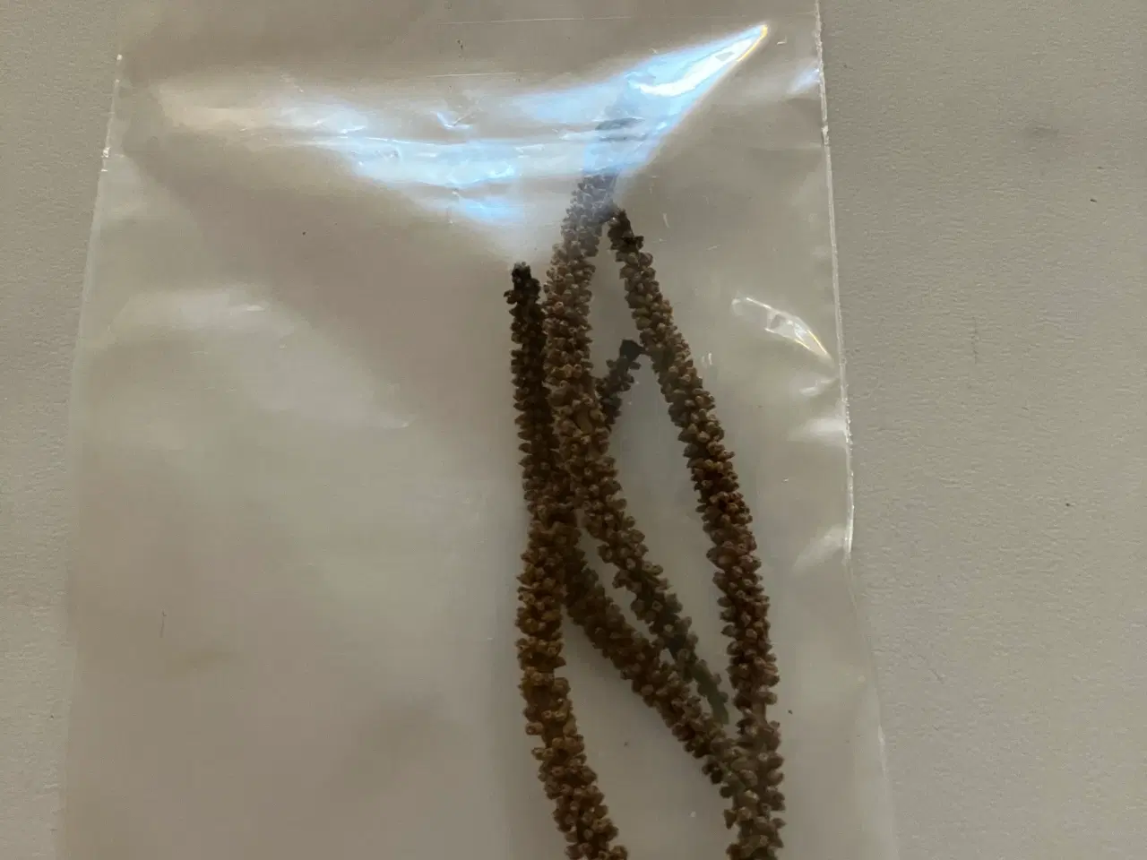 Billede 7 - Sideskud og frø af mammutblad (Gunnera Manicata)