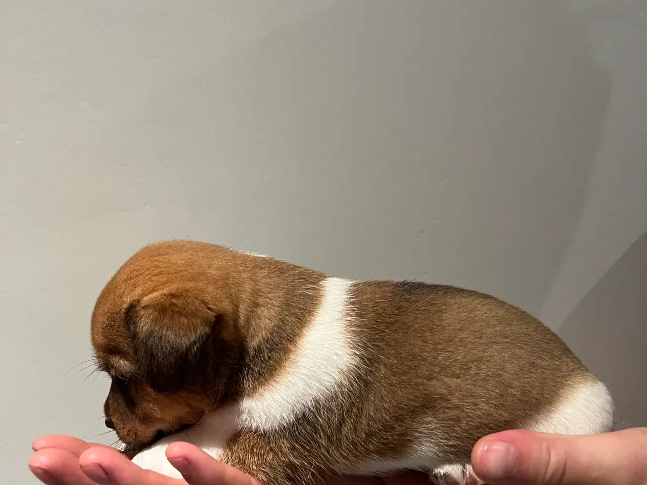 Billede 10 - Jack Russel Hvalpen