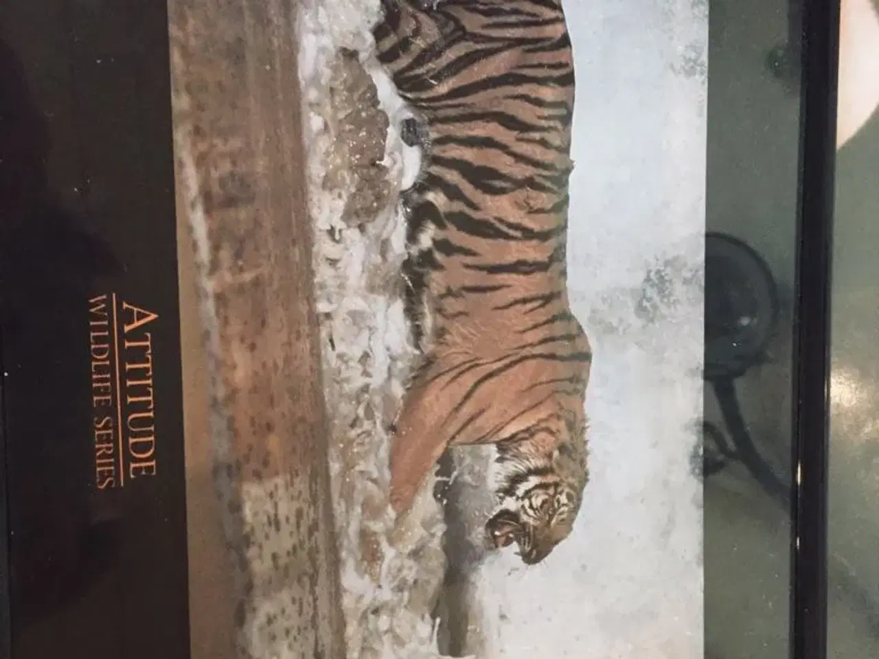 Billede 3 - Billeder af tiger