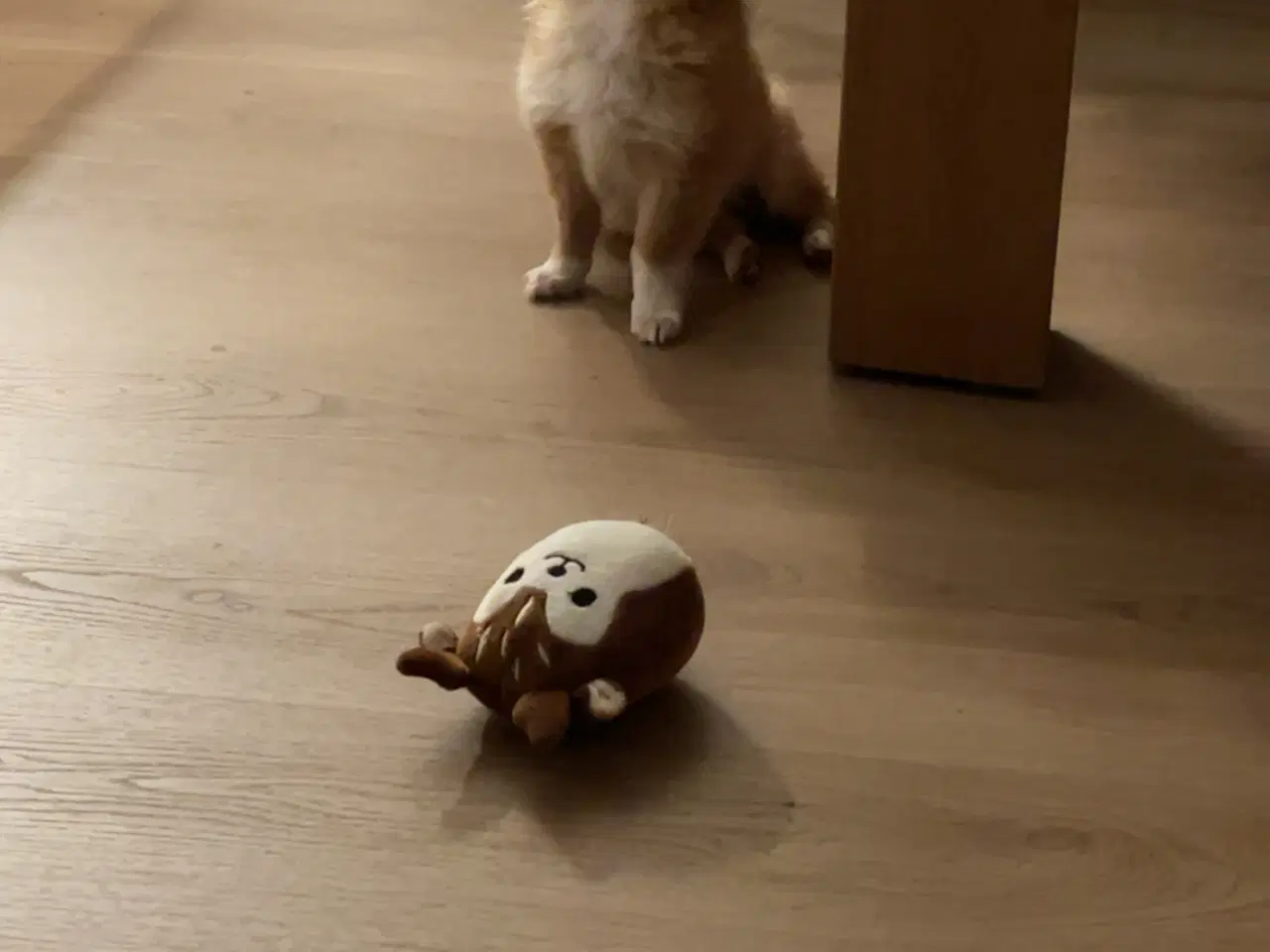 Billede 4 - Lille fyr som skal væk nu!