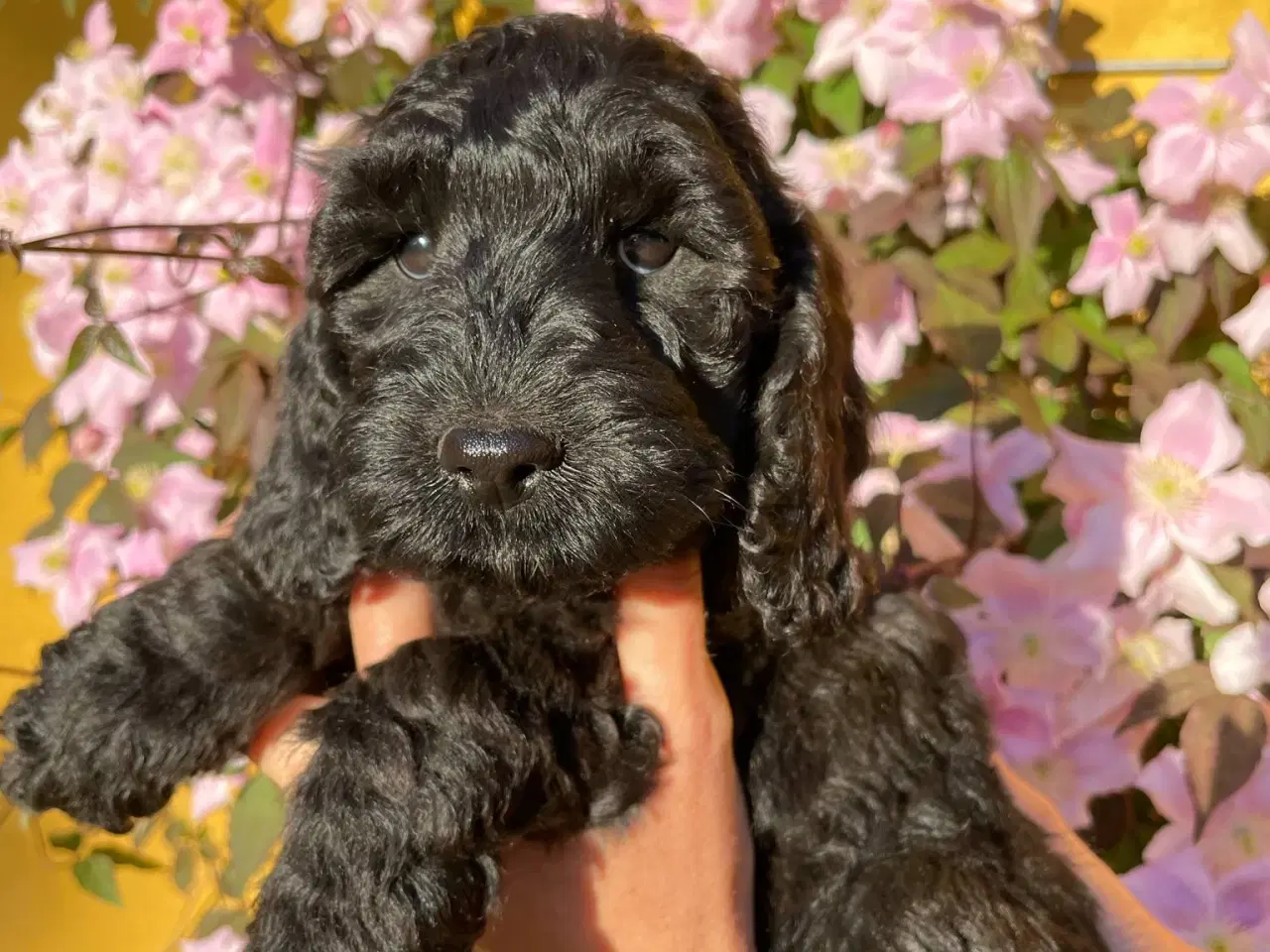 Billede 2 - cockerdoodle, cockerpoo, doodle
