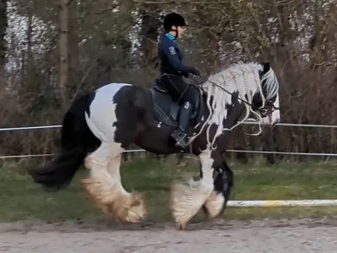 Billede 5 - Tinker /Irish cob hoppe plag