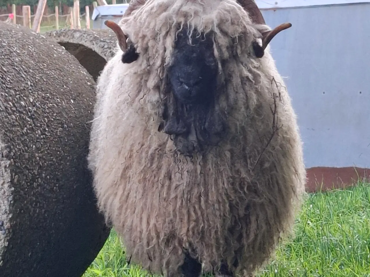 Billede 7 - Valais Blacknose får