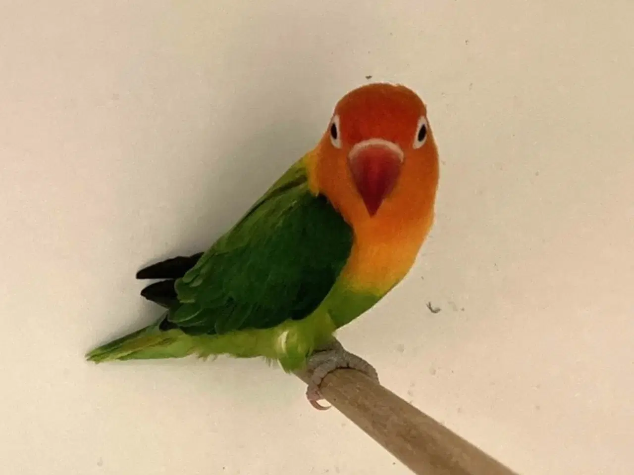 Billede 2 - Rødhovedet Dværgpapegøje