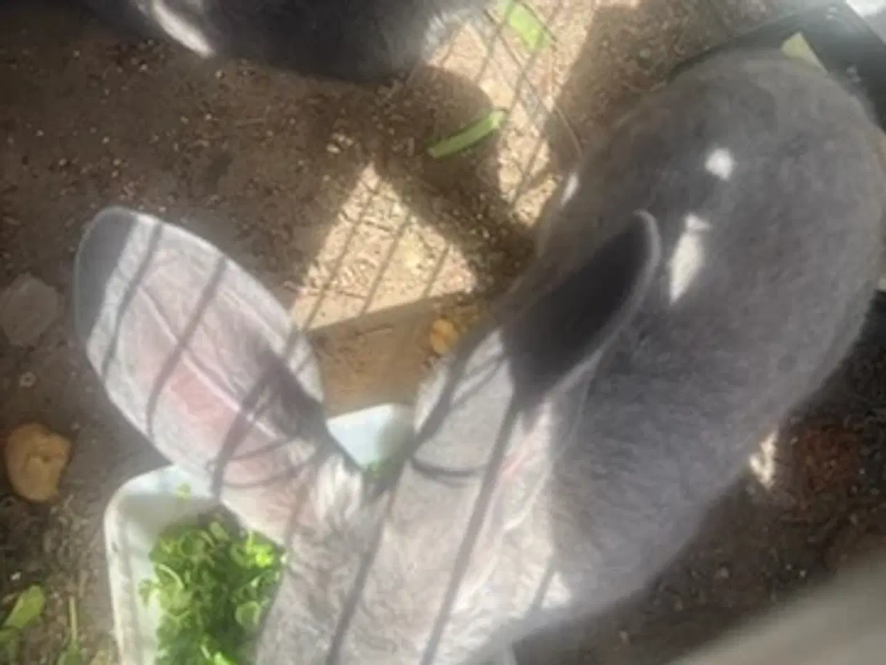 Billede 8 - Harekillinger 5 Stk.